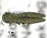  (Agrilus kaluganus - CNCCOLVG00007420)  @13 [ ] Copyright (2015) Vasily Grebennikov CFIA
