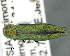  (Agrilus peregrinus - CNCCOLVG00007519)  @14 [ ] Copyright (2015) Vasily Grebennikov CFIA