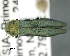  (Agrilus sibiricus - CNCCOLVG00007590)  @14 [ ] Copyright (2015) Vasily Grebennikov CFIA