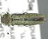  (Agrilus tempestivus - CNCCOLVG00007605)  @13 [ ] Copyright (2015) Vasily Grebennikov CFIA