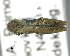  ( - CNCCOLVG00007607)  @13 [ ] Copyright (2015) Vasily Grebennikov CFIA
