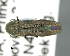  (Agrilus friebi - CNCCOLVG00007611)  @14 [ ] Copyright (2015) Vasily Grebennikov CFIA
