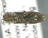  (Agrilus quadrisignatus - CNCCOLVG00007616)  @14 [ ] Copyright (2015) Vasily Grebennikov CFIA