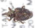  (Aparopion suturidens - CNCCOLVG00010818)  @11 [ ] Copyright (2020) Vasily Grebennikov CFIA