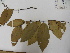  (Ouratea chaffenjonii - L101_8564)  @11 [ ] Unspecified (default): All Rights Reserved  Unspecified Unspecified