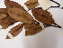  (Euthemis minor - L120_851)  @11 [ ] Unspecified (default): All Rights Reserved  Unspecified Unspecified