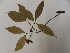  (Ochna jabotapita - L125_NBK514)  @11 [ ] Unspecified (default): All Rights Reserved  Unspecified Unspecified