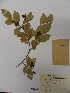  (Ochna atropurpurea - L14_450)  @11 [ ] Unspecified (default): All Rights Reserved  Unspecified Unspecified