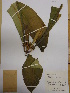  (Cespedesia - L20_723)  @11 [ ] Unspecified (default): All Rights Reserved  Unspecified Unspecified