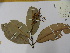  (Elvasia macrostipularis - L25_25388)  @11 [ ] Unspecified (default): All Rights Reserved  Unspecified Unspecified