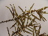  (Sauvagesia aliciae - L27_25374)  @11 [ ] Unspecified (default): All Rights Reserved  Unspecified Unspecified