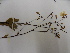  (Poecilandra pumila - L39_852)  @11 [ ] Unspecified (default): All Rights Reserved  Unspecified Unspecified