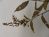 (Ouratea rupununiensis - L4_7353)  @11 [ ] Unspecified (default): All Rights Reserved  Unspecified Unspecified