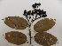  (Ouratea castaneifolia - L5_1364)  @11 [ ] Unspecified (default): All Rights Reserved  Unspecified Unspecified