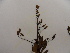  (Tyleria apiculata - L66_18511)  @11 [ ] Unspecified (default): All Rights Reserved  Unspecified Unspecified