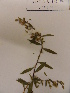  (Sauvagesia rubiginosa - L82_38)  @11 [ ] Unspecified (default): All Rights Reserved  Unspecified Unspecified