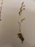  (Sauvagesia spreugelii - L84_4046)  @11 [ ] Unspecified (default): All Rights Reserved  Unspecified Unspecified