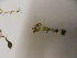  (Sauvagesia tenella - L89_4702)  @11 [ ] Unspecified (default): All Rights Reserved  Unspecified Unspecified