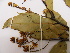  (Ouratea angulata - L8_4515)  @11 [ ] Unspecified (default): All Rights Reserved  Unspecified Unspecified