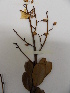  (Poecilandra - L96_3064)  @11 [ ] Unspecified (default): All Rights Reserved  Unspecified Unspecified
