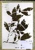  (Ochna Ochna - MSMM2224)  @11 [ ] Unspecified (default): All Rights Reserved  Unspecified Unspecified