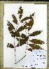  (Rhabdophyllum - MSMM2239)  @11 [ ] Unspecified (default): All Rights Reserved  Unspecified Unspecified