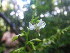  (Sauvagesia - OL1054)  @11 [ ] Unspecified (default): All Rights Reserved  Unspecified Unspecified