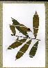  (Idertia auxilaris1 - PB1271)  @11 [ ] Unspecified (default): All Rights Reserved  Unspecified Unspecified