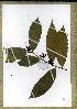  (Idertia auxilaris2 - PB1291)  @11 [ ] Unspecified (default): All Rights Reserved  Unspecified Unspecified