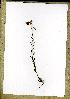  (Sauvagesia erecta - PB1476)  @11 [ ] Unspecified (default): All Rights Reserved  Unspecified Unspecified