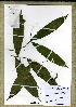  (Rhabdophyllum sp_PB494 - PB494)  @11 [ ] Unspecified (default): All Rights Reserved  Unspecified Unspecified