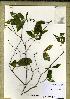  (Ochna sp_PB586 - PB586)  @11 [ ] Unspecified (default): All Rights Reserved  Unspecified Unspecified