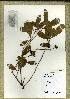  (Ochna schweinfurthiana - WAG10_295)  @11 [ ] Unspecified (default): All Rights Reserved  Unspecified Unspecified