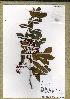  (Ochna polyneura - WAG15_9416)  @11 [ ] Unspecified (default): All Rights Reserved  Unspecified Unspecified