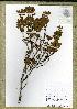  (Ochna polycarpa - WAG16_1073)  @11 [ ] Unspecified (default): All Rights Reserved  Unspecified Unspecified
