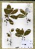  (Ochna afzelii - WAG26_104)  @11 [ ] Unspecified (default): All Rights Reserved  Unspecified Unspecified
