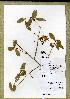  (Diporidium vaccinioides - WAG29_2869)  @11 [ ] Unspecified (default): All Rights Reserved  Unspecified Unspecified