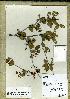  (Diporidium andravinense - WAG30_3122)  @11 [ ] Unspecified (default): All Rights Reserved  Unspecified Unspecified