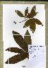  (Diporidium - WAG31_3479)  @11 [ ] Unspecified (default): All Rights Reserved  Unspecified Unspecified