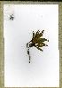  (Brackenridgea sp_LJGM8492 - WAG50_8492)  @11 [ ] Unspecified (default): All Rights Reserved  Unspecified Unspecified