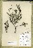  (Ledermanniella fluitans - WAG60_4259)  @11 [ ] Unspecified (default): All Rights Reserved  Unspecified Unspecified