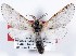  (Furcula cinerea - DLW-000334)  @15 [ ] No Rights Reserved (2016) David L. Wagner University of Connecticut