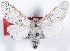  (Furcula meridionalis - DLW-000335)  @14 [ ] No Rights Reserved (2016) David L. Wagner University of Connecticut