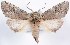  (Schizura unicornis - DLW-000336)  @15 [ ] No Rights Reserved (2016) David L. Wagner University of Connecticut