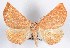  (Caripeta macularia - DLW-000528)  @14 [ ] No Rights Reserved (2016) David L. Wagner University of Connecticut
