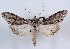  (Cucullia laetifica - DLW-000595)  @14 [ ] No Rights Reserved (2017) David L. Wagner University of Connecticut
