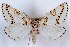  (Philtraea latifoliae - DLW-000831)  @11 [ ] No Right's Reserved (nrr) (2017) Charles Henry University of Connecticut