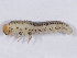  (Craterocercus cordleyi - DLW-003276)  @11 [ ] Copyright (2022) David L. Wagner University of Connecticut