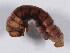 (Speranza exauspicata - DLW-003414)  @11 [ ] Copyright (2022) David L. Wagner University of Connecticut