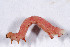  (Frederickia - DLW-003679)  @11 [ ] Copyright (2022) David L. Wagner University of Connecticut